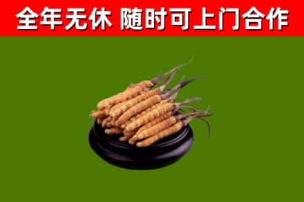 小榄镇回收散虫草