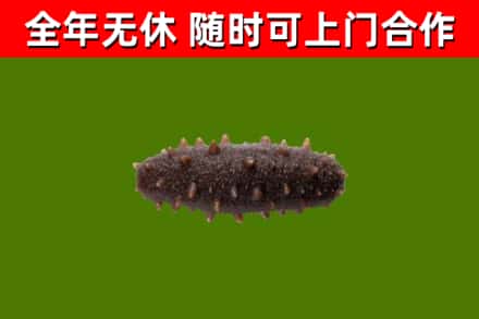 小榄镇回收海参干